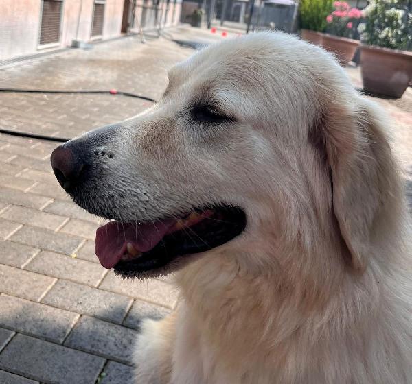 SALOMONE BELLISSIMO MAREMMANO Foto 3